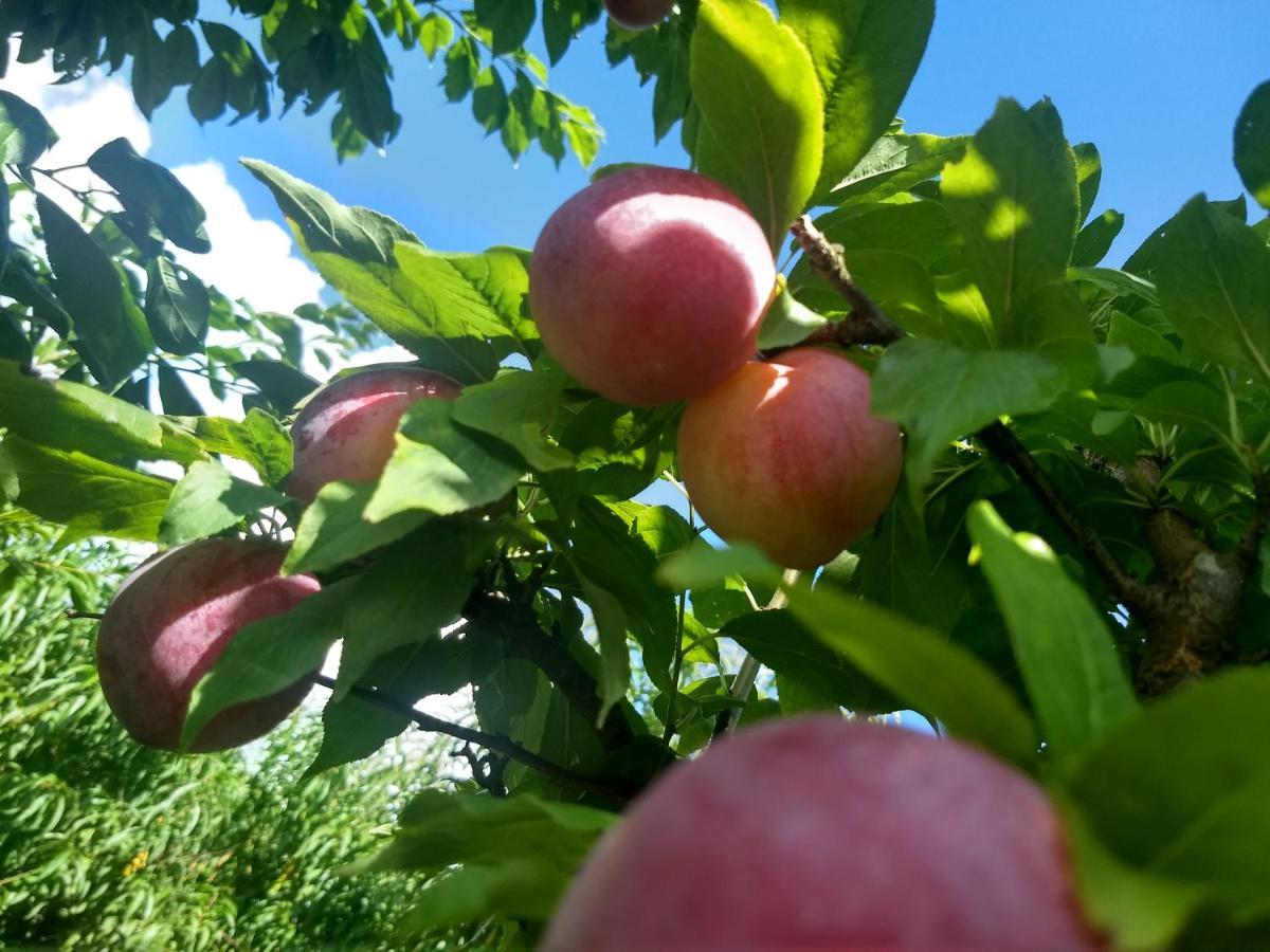 Chales Manaca Da Serra Urubici Εξωτερικό φωτογραφία